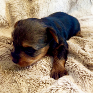 Yorkshire Terrier Puppy Kobe