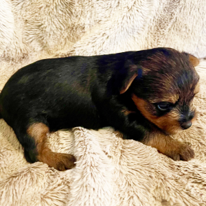 Yorkshire Terrier Puppy Kobe