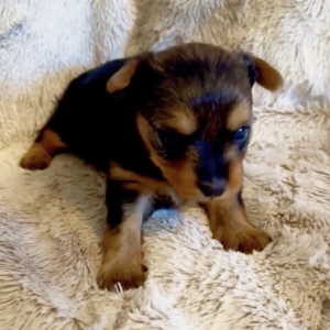 Yorkshire Terrier Puppy Kobe