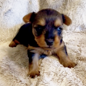 Yorkshire Terrier Puppy Kobe