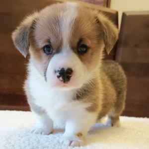 Pembroke Welsh Corgi Puppy Bryn