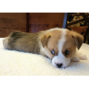 Pembroke Welsh Corgi Puppy Bryn
