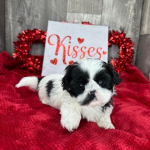 Shih Tzu Puppy Molly
