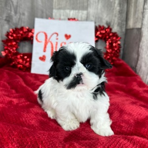Shih Tzu Puppy Molly