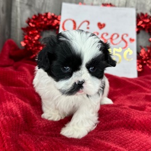 Shih Tzu Puppy Molly