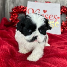 Shih Tzu Puppy Molly