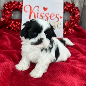 Shih Tzu Puppy Molly