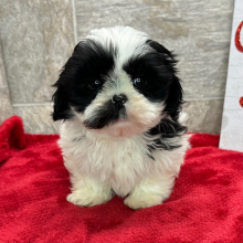 Shih Tzu Puppy Molly