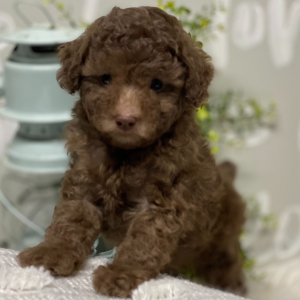 Poodle Puppy Donavon