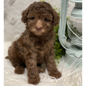 Poodle Puppy Donavon