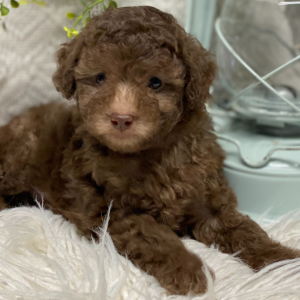 Poodle Puppy Donavon