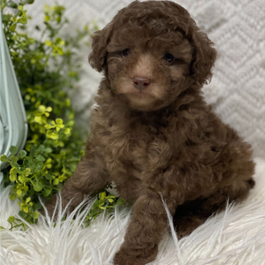 Poodle Puppy Donavon