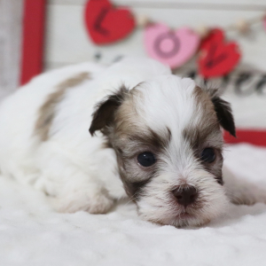 Havanese Puppy Liberty