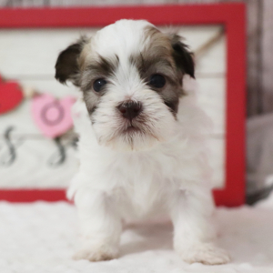Havanese Puppy Liberty