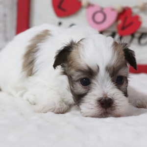 Havanese Puppy Liberty