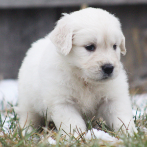 Golden Retriever Puppy Basmati