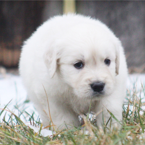 Golden Retriever Puppy Basmati