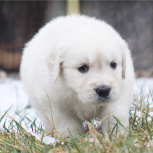 Golden Retriever Puppy Basmati