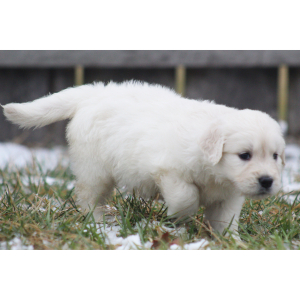 Golden Retriever Puppy Basmati