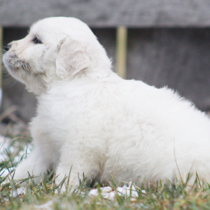 Golden Retriever Puppy Basmati