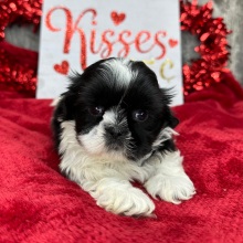 Shih Tzu Puppy Pierce