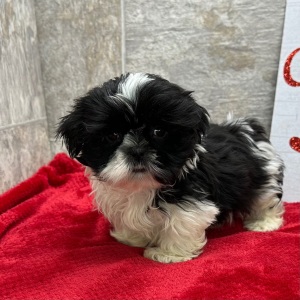 Shih Tzu Puppy Pierce