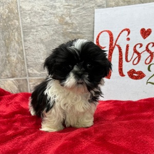 Shih Tzu Puppy Pierce