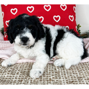 Bernedoodle Puppy Carson