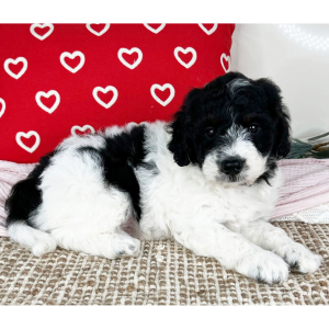 Bernedoodle Puppy Carson