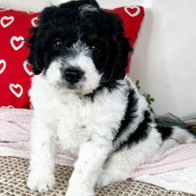 Bernedoodle Puppy Carson