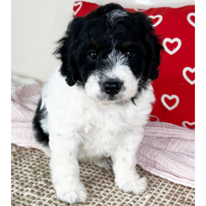 Bernedoodle Puppy Carson