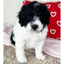 Bernedoodle Puppy Carson