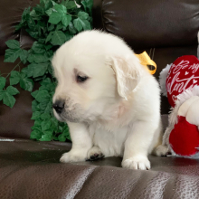 Golden Retriever Puppy Poppy