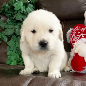 Golden Retriever Puppy Poppy