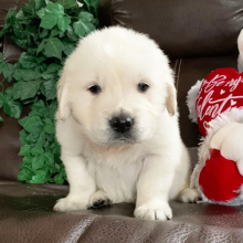 Golden Retriever Puppy Poppy