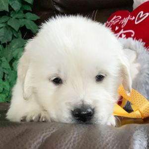 Golden Retriever Puppy Poppy