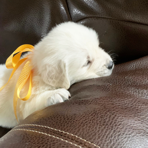 Golden Retriever Puppy Poppy