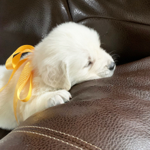Golden Retriever Puppy Poppy