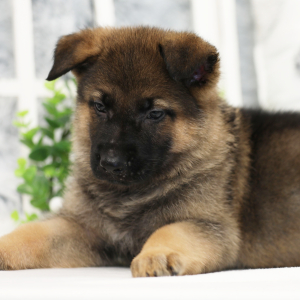 German Shepherd Dog Puppy Rexx