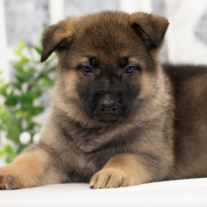 German Shepherd Dog Puppy Rexx