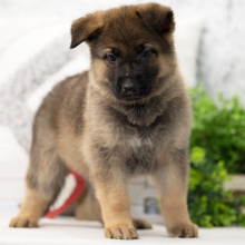 German Shepherd Dog Puppy Rexx
