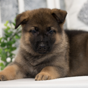 German Shepherd Dog Puppy Rexx