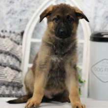 German Shepherd Dog Puppy Rexx