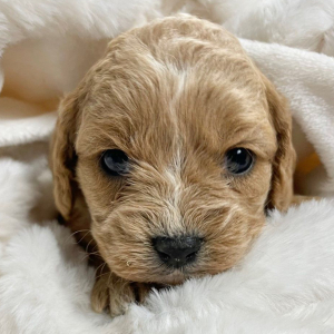 Cavapoo Puppy Faith