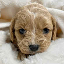 Cavapoo Puppy Faith