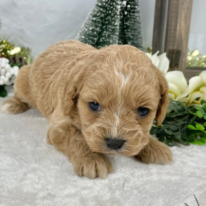 Cavapoo Puppy Faith