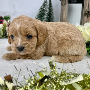 Cavapoo Puppy Faith