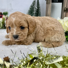 Cavapoo Puppy Faith