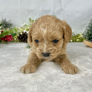 Cavapoo Puppy Faith