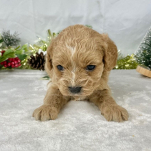Cavapoo Puppy Faith
